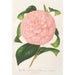 Reproductie van het schilderij Camellia Duchesse de Nassau - Charles Antoine Lemaire