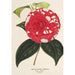 Camellia Giardino Santarelli - Charles Antoine Lemaire — weergave van het kunstwerk