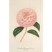 Reproductie van het schilderij Camellia Giardino Schmitz - Charles Antoine Lemaire