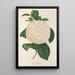 Reproductie van het schilderij Camellia Giuseppe Biasi - Charles Antoine Lemaire
