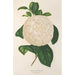 Reproductie van het schilderij Camellia Giuseppe Biasi - Charles Antoine Lemaire