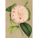 Camellia Luisa Bartoloni - Charles Antoine Lemaire — weergave van het kunstwerk