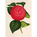 Camellia Marchesa Davia - Charles Antoine Lemaire — weergave van het kunstwerk