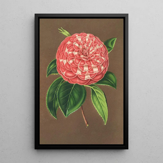 Charles Antoine Lemaire - Camellia Matteo Malfino hybr.webp