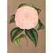 Reproductie van het schilderij Camellia Mistress Dombrain - Charles Antoine Lemaire