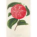 Camellia Ninfa del Tebro - Charles Antoine Lemaire — weergave van het kunstwerk