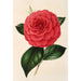 Camellia Poldina Vanturi - Charles Antoine Lemaire — weergave van het kunstwerk