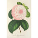 Reproductie van het schilderij Camellia Reine des Beautés - Charles Antoine Lemaire