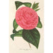 Camellia Roma risorta - Charles Antoine Lemaire — weergave van het kunstwerk