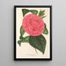 Camellia Roma risorta - Charles Antoine Lemaire — ingelijst kunstwerk aan de muur