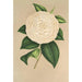 Camellia Sangalli - Charles Antoine Lemaire | Schilderij — weergave van het kunstwerk
