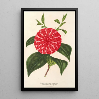 Charles Antoine Lemaire - Camellia Stella polare.webp