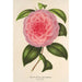 Reproductie van het schilderij Camellia Teresita Canzio Garibaldi - Charles Antoine Lemaire