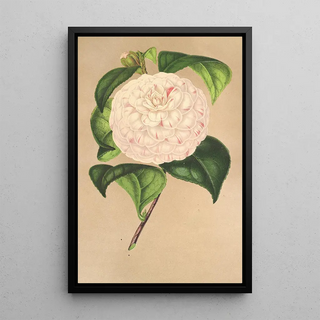 Charles Antoine Lemaire - Camellia Vesillo dell Arno.webp