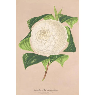Charles Antoine Lemaire - Camellia alba ornatissima.webp