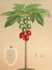 Carica erythrocarpa - Charles Antoine Lemaire — weergave van het kunstwerk