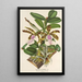 Reproductie van het schilderij Cattleya Aclandiae - Charles Antoine Lemaire