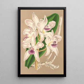 Charles Antoine Lemaire - Cattleya amethystoglossa.webp