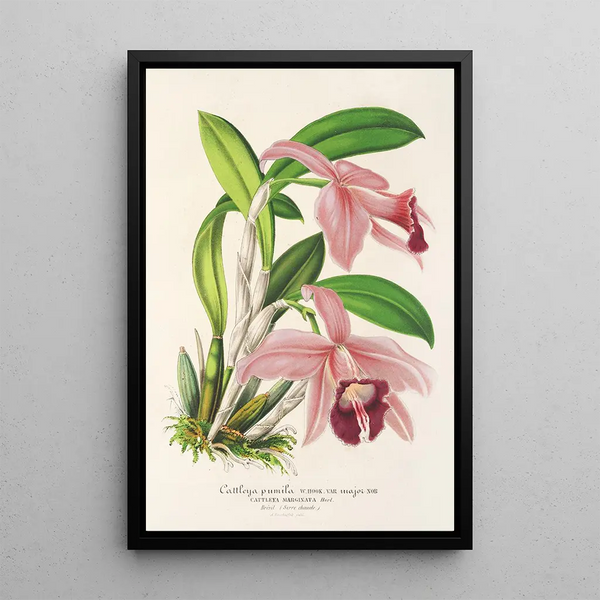 Charles Antoine Lemaire - Cattleya pumila.webp