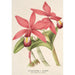Reproductie van het schilderij van Cattleya superba var. splendens - Charles Antoine Lemaire