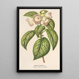 Charles Antoine Lemaire - Chirita lilacina.webp