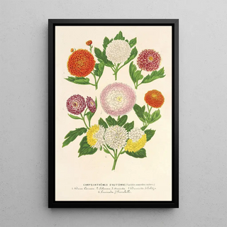 Charles Antoine Lemaire - Chrysanthmes dautomne varits naines.webp