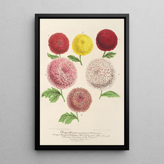 Charles Antoine Lemaire - Chrysanthmes nains nouveaux dAutomne.webp