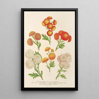 Charles Antoine Lemaire - Chrysanthmes nouveaux Lilluputiens.webp