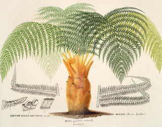 Charles Antoine Lemaire - Cibotium regale.webp