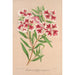 Clarkia pulchella var. marginata - Charles Antoine Lemaire — weergave van het kunstwerk