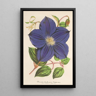 Charles Antoine Lemaire - Clematis Jackmani.webp