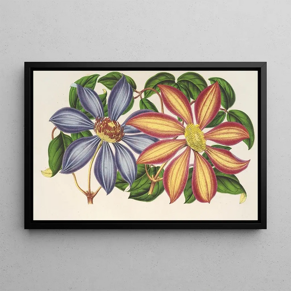 Charles Antoine Lemaire - Clematis patens var atropurpurea et violacea.webp