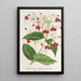 Clerodendrum Thomson - Charles Antoine Lemaire — ingelijst kunstwerk aan de muur
