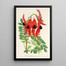 Reproductie van het schilderij Clianthus Dampieri - Charles Antoine Lemaire