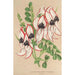 Clianthus Dampieri met witte bloemen en rode rand - Charles Antoine Lemaire — weergave van het kunstwerk