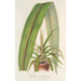 Cordyline indivisa - Charles Antoine Lemaire — weergave van het kunstwerk
