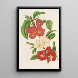 Charles Antoine Lemaire - Cydonia japnica Variets nouvelles du.webp