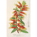 Reproductie van het schilderij Cypha Cuphea jorullensis - Charles Antoine Lemaire