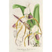 Cypripedium Stonei - Charles Antoine Lemaire — weergave van het kunstwerk