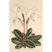 Cypripedium niveum - Charles Antoine Lemaire — weergave van het kunstwerk