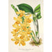 Reproductie van het schilderij Dendrobium chrysotoxum - Charles Antoine Lemaire