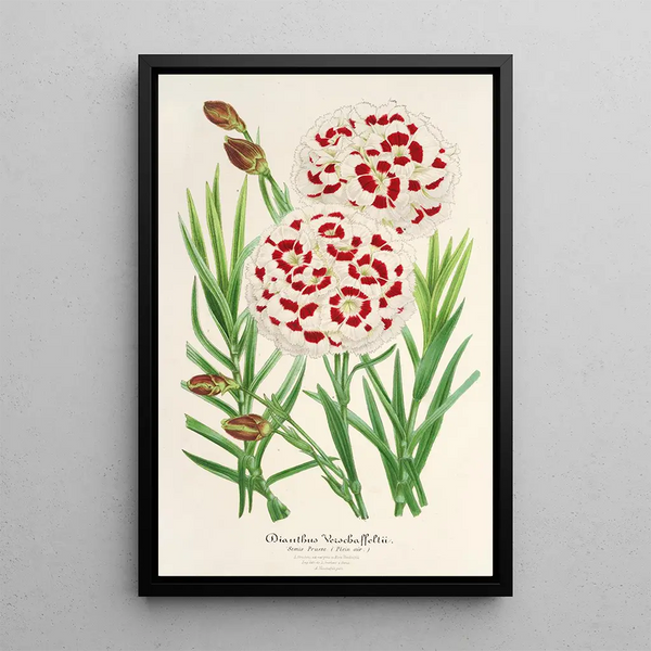 Charles Antoine Lemaire - Dianthus Verschaffeltii.webp
