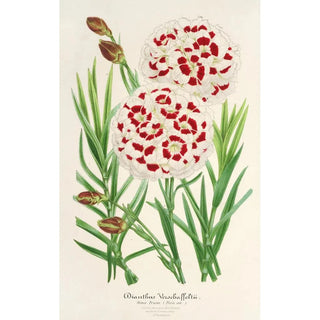Charles Antoine Lemaire - Dianthus Verschaffeltii.webp