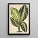 Reproductie van het schilderij Dieffenbachia Wallisi - Charles Antoine Lemaire