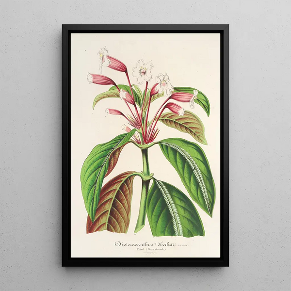 Charles Antoine Lemaire - Dipteracanthus Herbstii.webp