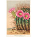 Reproductie van het schilderij Echinopsis Pentlandi - Charles Antoine Lemaire