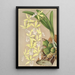 Epidendrum ambiguum - Charles Antoine Lemaire — ingelijst kunstwerk aan de muur