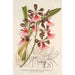 Epidendrum atropurpureum var roseum - Charles Antoine Lemaire — weergave van het kunstwerk