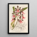 Epidendrum atropurpureum var roseum - Charles Antoine Lemaire — ingelijst kunstwerk aan de muur