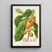 Reproductie van het schilderij Ficus cerasiformis - Charles Antoine Lemaire